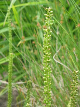 Image of Sea Arrowgrass