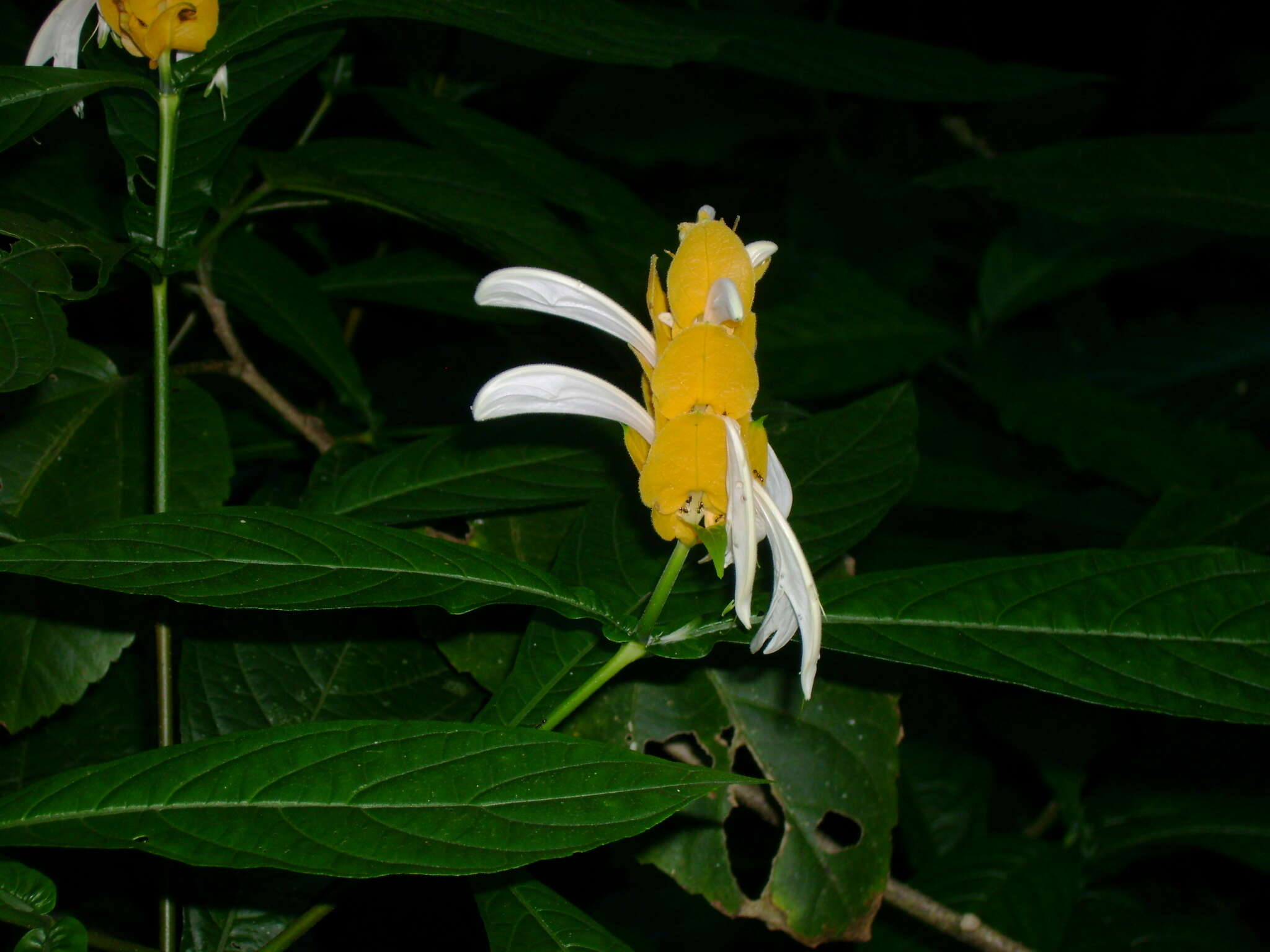 Image of pachystachys