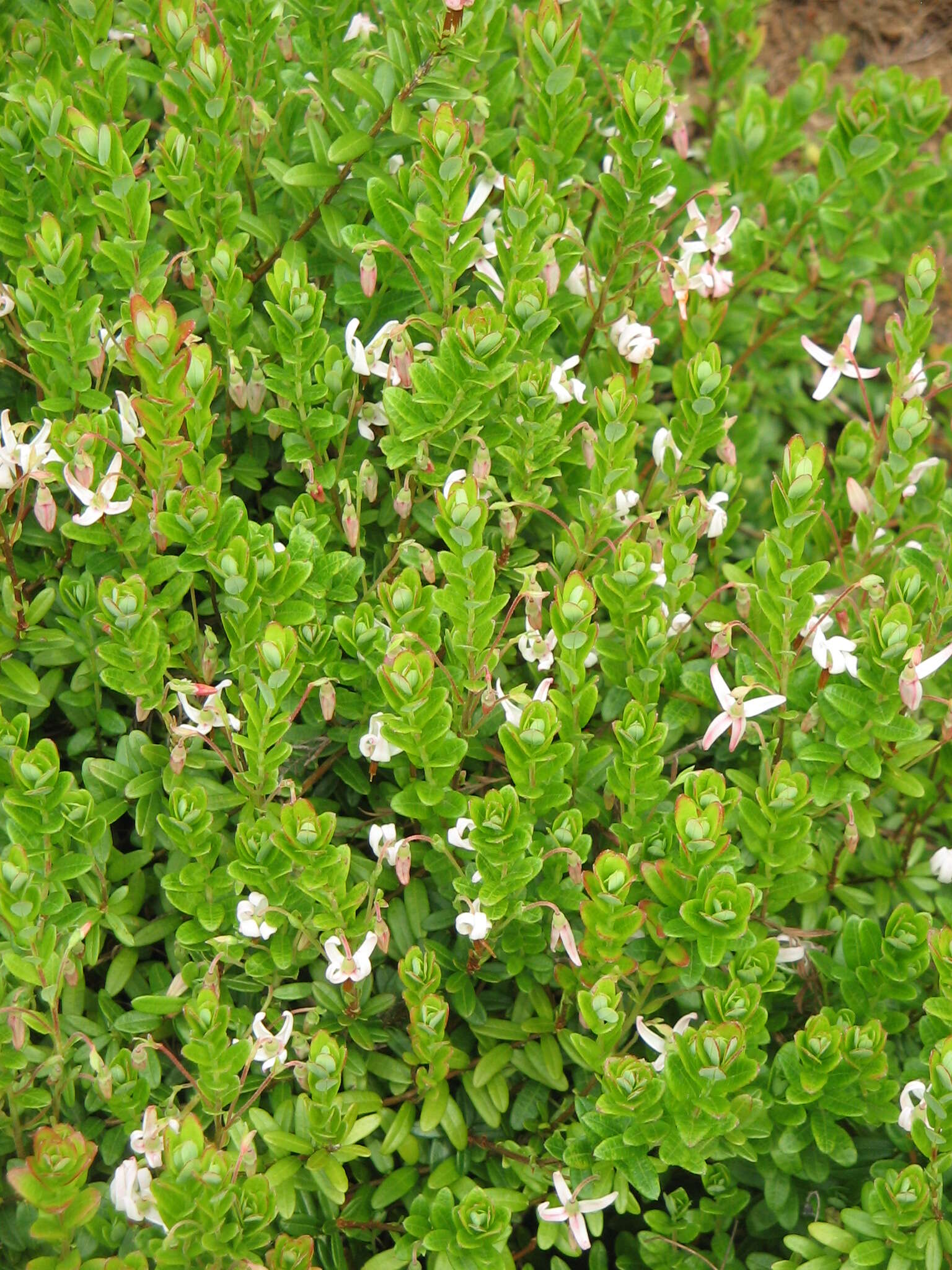 Image of Vaccinium macrocarpon