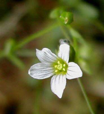 Image of flax