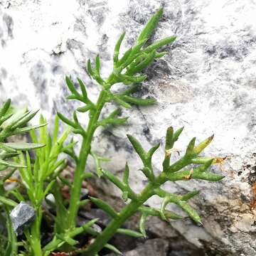 Achillea atrata L. resmi