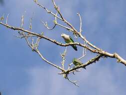 Image of Grey-headed Lovebird
