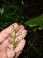 Image of Baccharis ulicina Hook. & Arn.