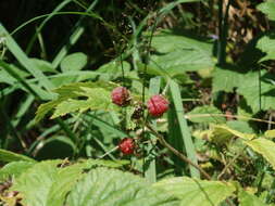 Image of Raspberry