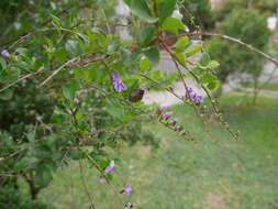 Image of Stink bug