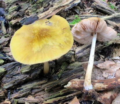 Image of Pluteus flavofuligineus G. F. Atk. 1902