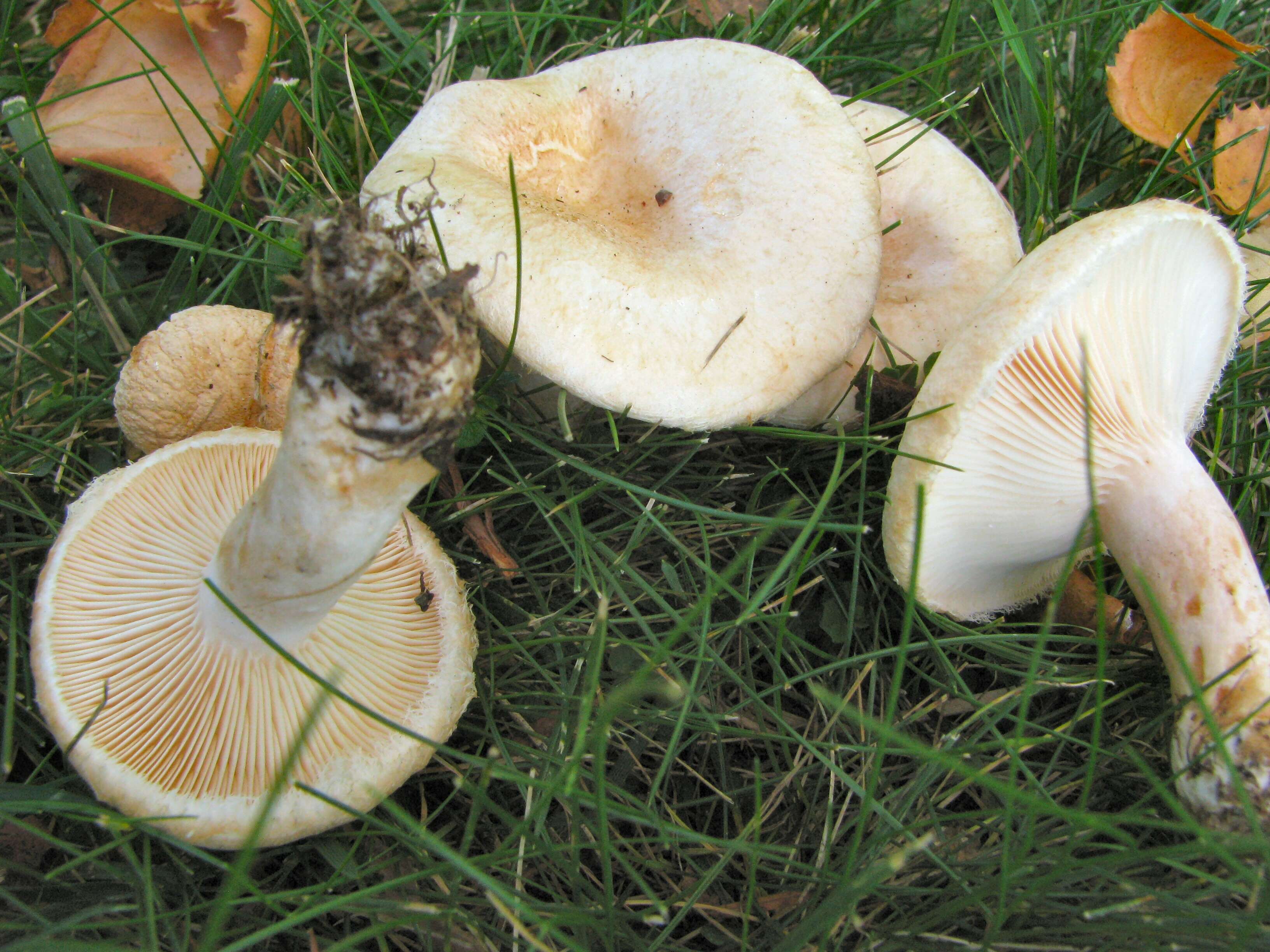 Image of Downy milkcap