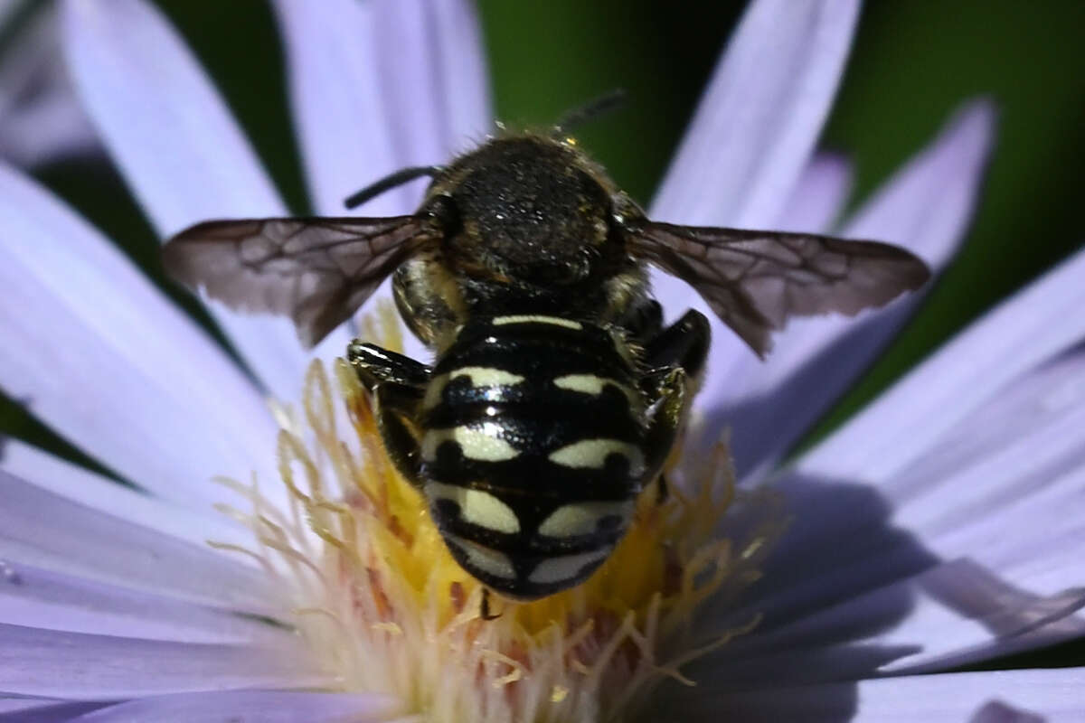 Imagem de Dianthidium subparvum Swenk 1914