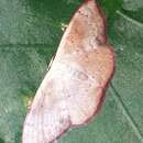 Somatina plynusaria Walker 1862的圖片