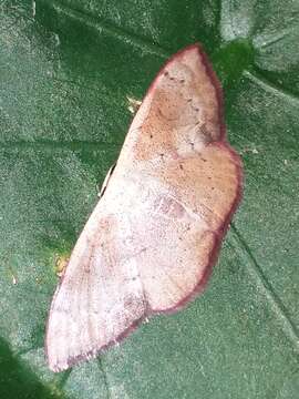 Somatina plynusaria Walker 1862的圖片