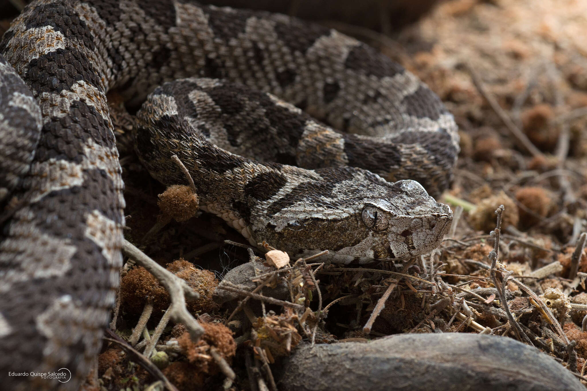 Imagem de Bothrops pictus (Tschudi 1845)