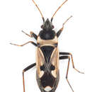 Image of Raglius confusus (Reuter & O. M. 1886)