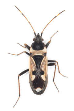 Image of Raglius confusus (Reuter & O. M. 1886)