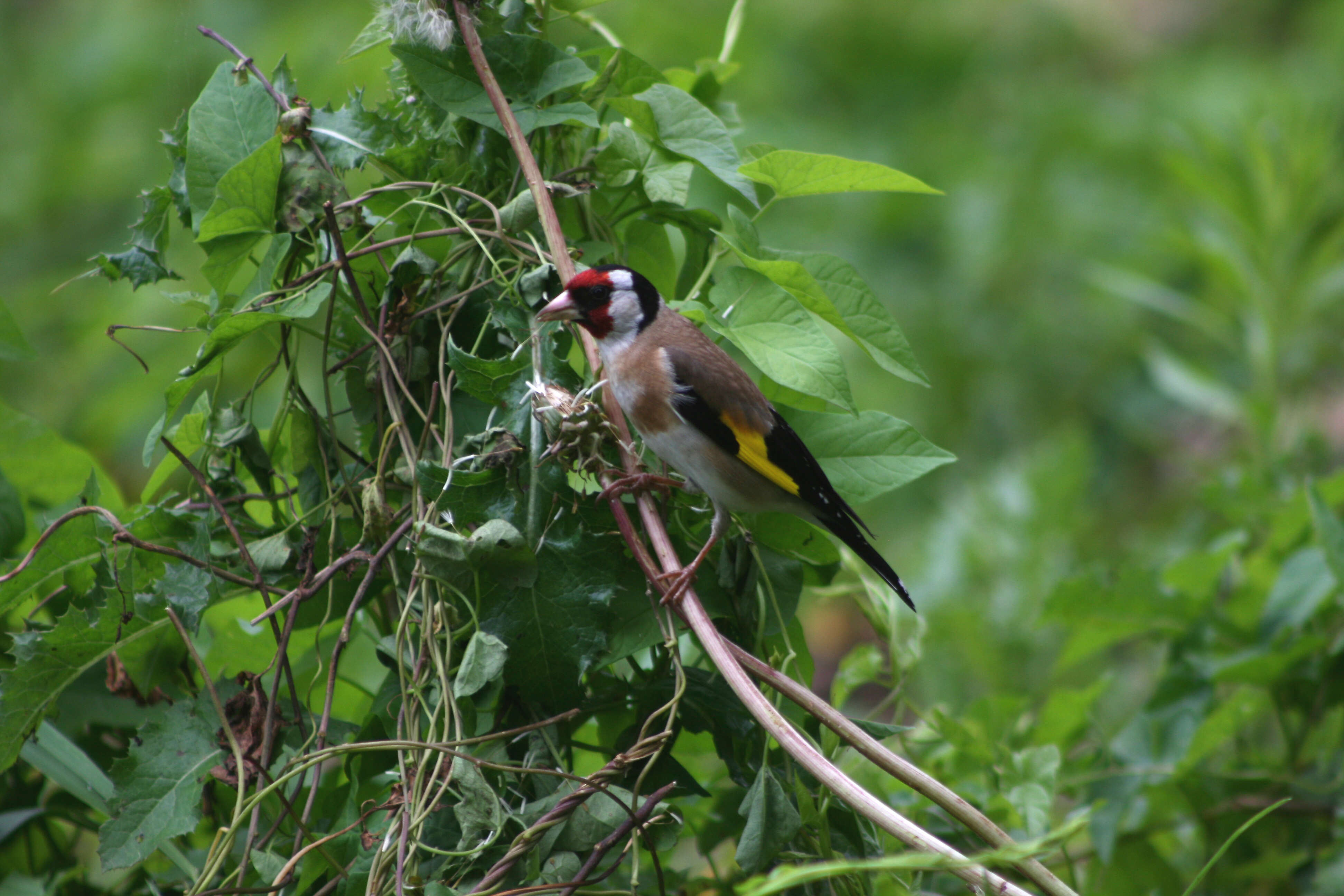 Image of European Goldfinch