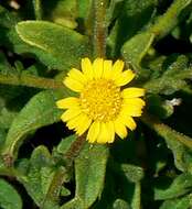 Image of false fleabane