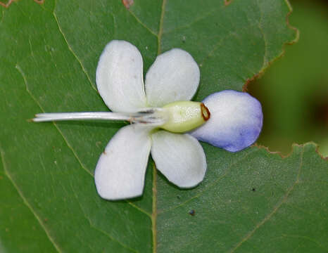 Image of blue fountain bush