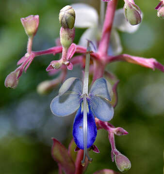 Слика од Rotheca serrata (L.) Steane & Mabb.