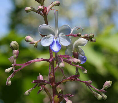 Image of blue fountain bush