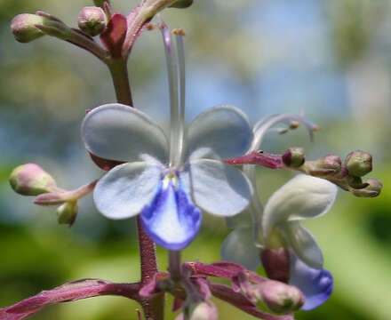 Image of blue fountain bush