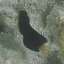 Image of Brown coral blenny