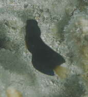 Image of Brown coral blenny