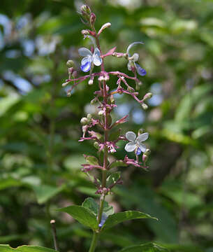 Слика од Rotheca serrata (L.) Steane & Mabb.