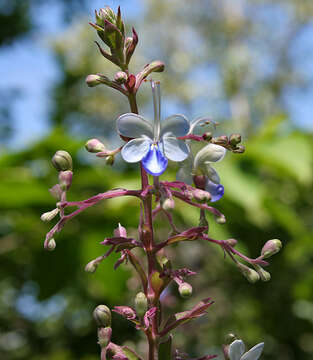 Image of blue fountain bush