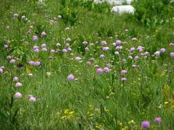 صورة Knautia longifolia (Waldst. & Kit.) Koch