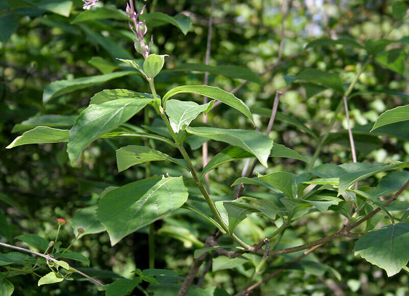 Слика од Rotheca serrata (L.) Steane & Mabb.