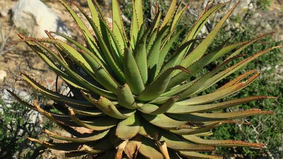 Image of Aloe lineata var. lineata