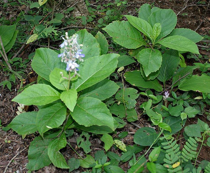 Слика од Rotheca serrata (L.) Steane & Mabb.