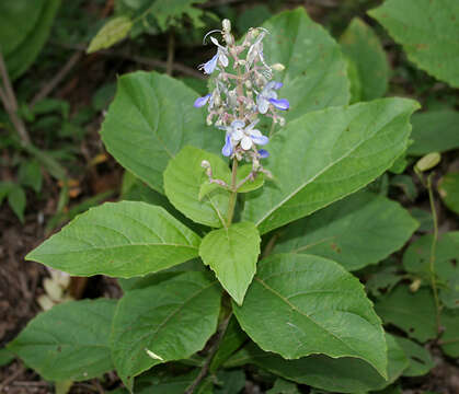 Image of blue fountain bush