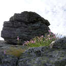 Plancia ëd Dianthus lusitanus Brot.