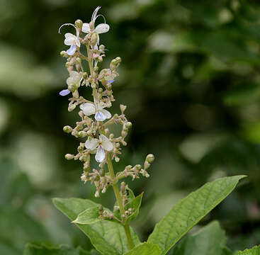 Image of blue fountain bush