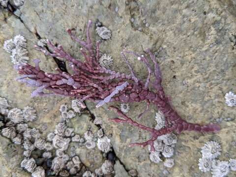 Plancia ëd Calliarthron tuberculosum