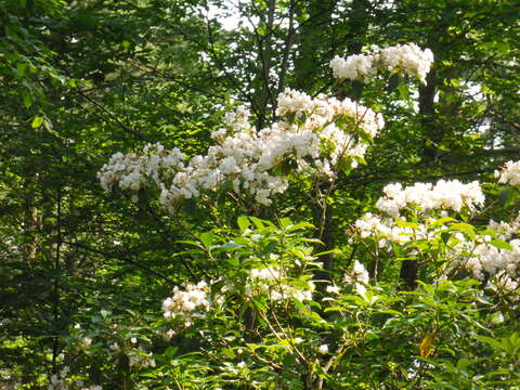 Image of mountain laurel