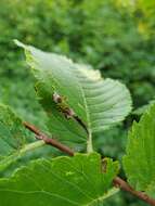 Image of Phyllonorycter argentinotella (Clemens 1859)