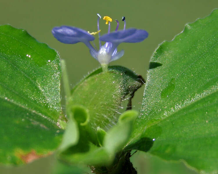 Image of Day Flower