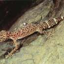 Image of Champion's leaf-tailed gecko