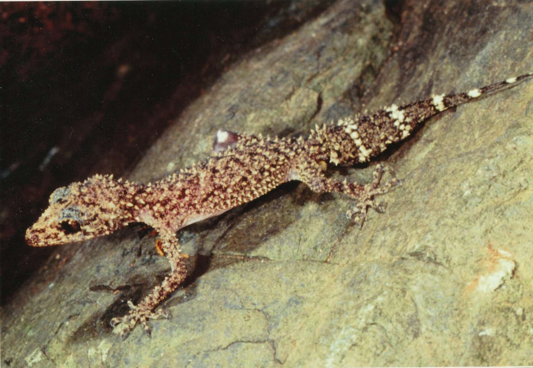 Image of Champion's leaf-tailed gecko