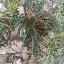 Plancia ëd Asplenium ceterach subsp. bivalens (D. E. Mey.) Greuter & Burdet