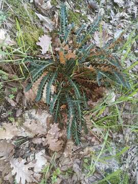 Plancia ëd Asplenium ceterach subsp. bivalens (D. E. Mey.) Greuter & Burdet