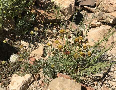 Trachymene glaucifolia (F. Müll.) Benth.的圖片