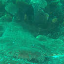 Image of Bearded wobbegong