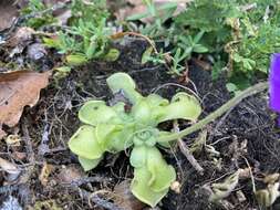 Image of Pinguicula cyclosecta Casper