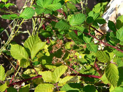 Image of Himalayan blackberry