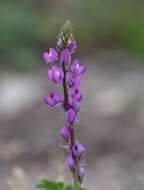 Imagem de Lupinus arizonicus (S. Watson) S. Watson