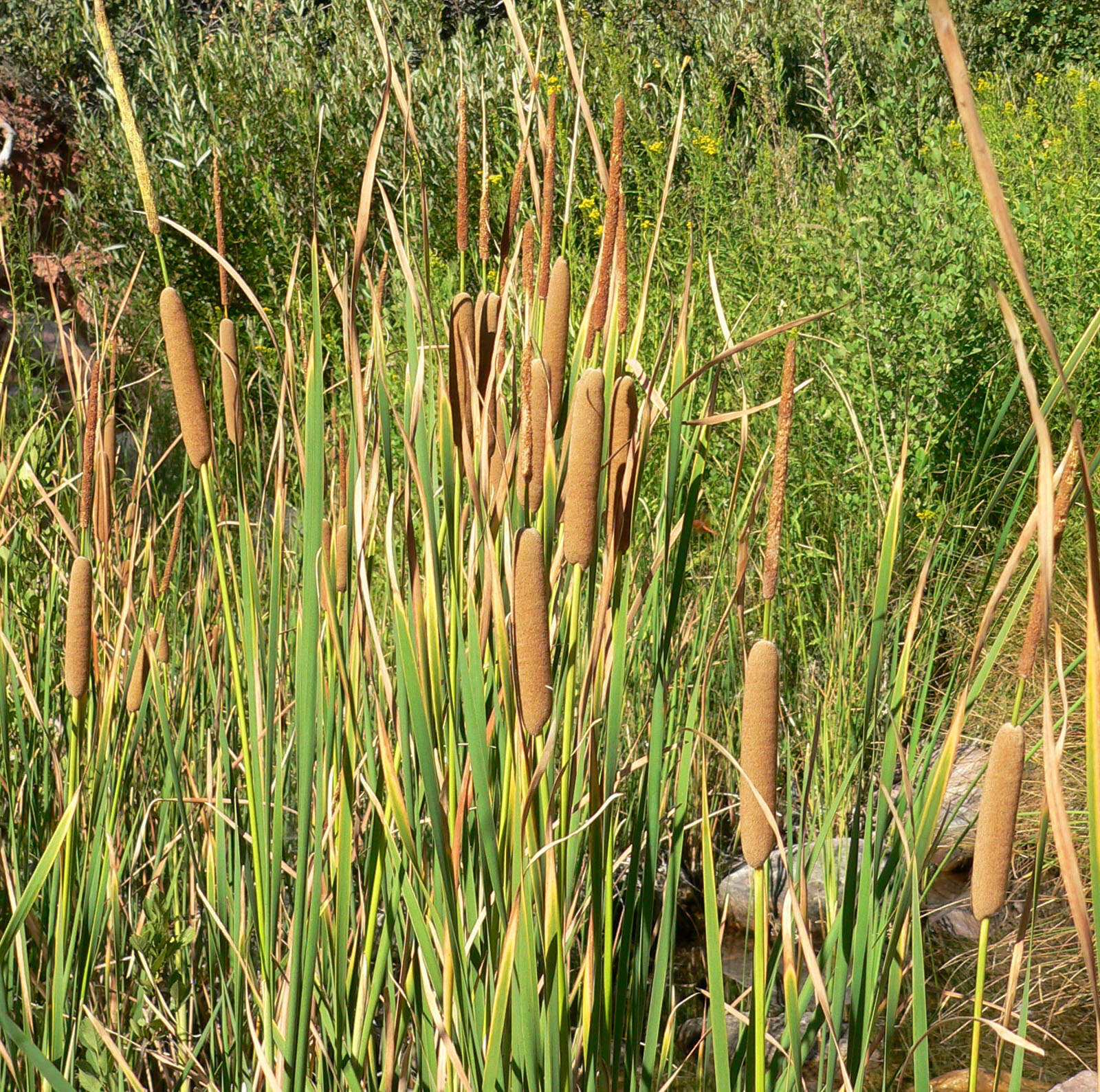 Image of southern cat-tail