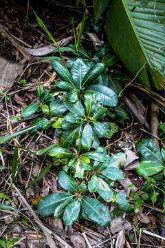 Vitellariopsis marginata (N. E. Br.) Aubrév. resmi