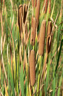 Image of southern cat-tail